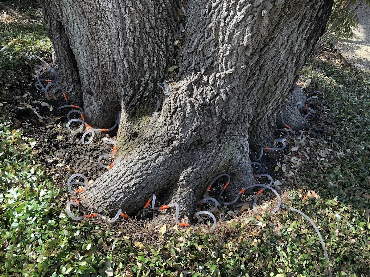 Detailed Tree Cabling and Bracing job site in Mc Ewensville